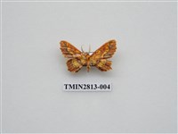 藏品(尺蛾439)的圖片